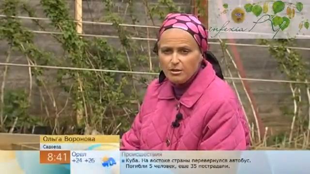 польза крапивы смотреть онлайн