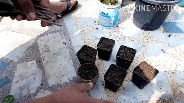 propagation ficus plant.#$  how to grow ficus cutting