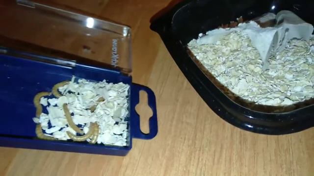 Кормовая культура ,жук знахарь . Что нужно для содержания? смотреть онлайн