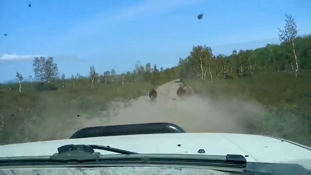 Погоня за тремя медведями смотреть онлайн