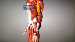 АНАТОМИЯ ЧЕЛОВЕКА | ЛУЧШАЯ ПРОГРАММА 3D