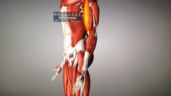 АНАТОМИЯ ЧЕЛОВЕКА | ЛУЧШАЯ ПРОГРАММА 3D