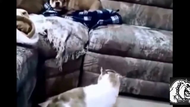 Кто сильней, кошка или собака смотреть онлайн