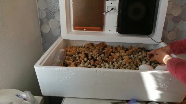Вывод перепелов в пенопластовом инкубаторе смотреть онлайн