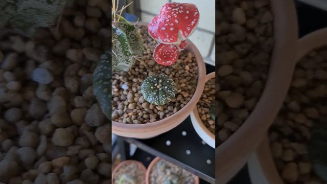 Cacti Collection. Astrophytum, Lophophora, Frailea & Haworthia inc. Super Kabuto, Frailea Castanea. смотреть онлайн
