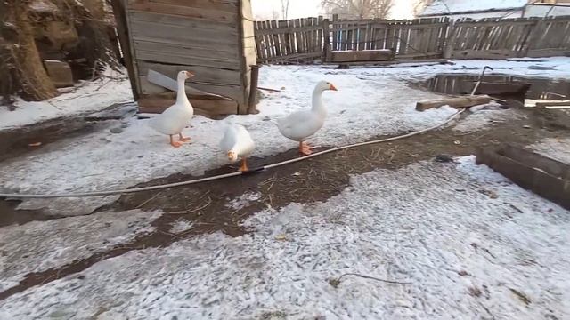 гуси Губернаторской породы 9 мес смотреть онлайн