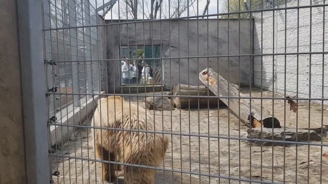 ЗООПАРК в Словакии // СКОЛЬКО Стоит БИЛЕТ ?? смотреть онлайн