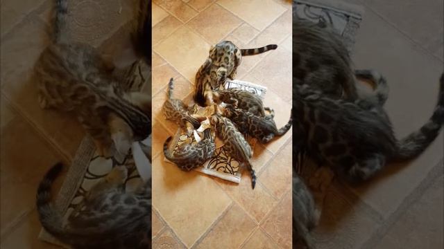 Mèo Bengal 2 tháng tuổi смотреть онлайн
