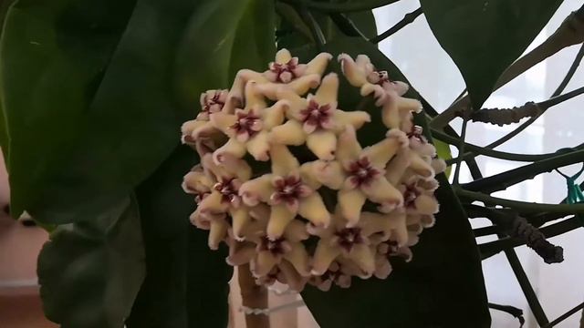 Хойи💚Цветение хойи Sp. Ns 05 213. Хойи Thomsinii, Dennisii.