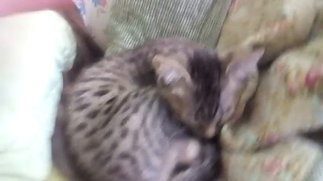Котёнок охраняет сон своей маленькой хозяйки смотреть онлайн