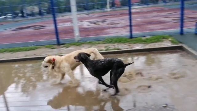 Курцхаар и Золотистые ретриверы. смотреть онлайн