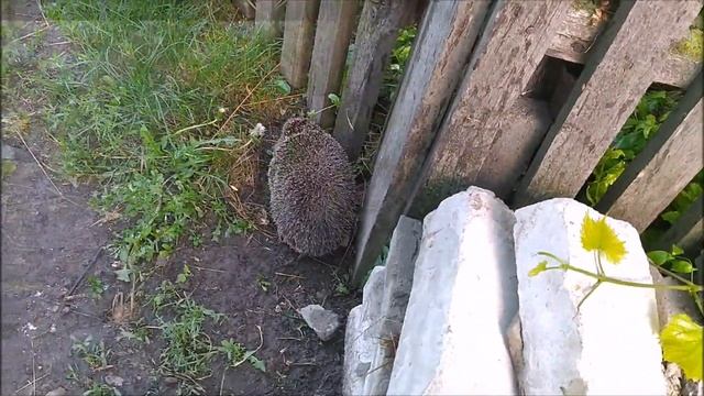 Как мы с внучкой звали ЁЖИКА в гости! смотреть онлайн