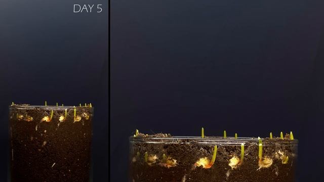 Growing Corn Time Lapse #greentimelapse #gtl #timelapse