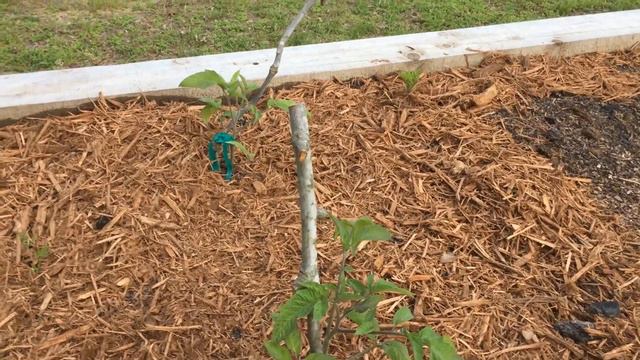 Week FOUR garden tour | ANTS?!? | harvesting Rutabagas for the first time смотреть онлайн