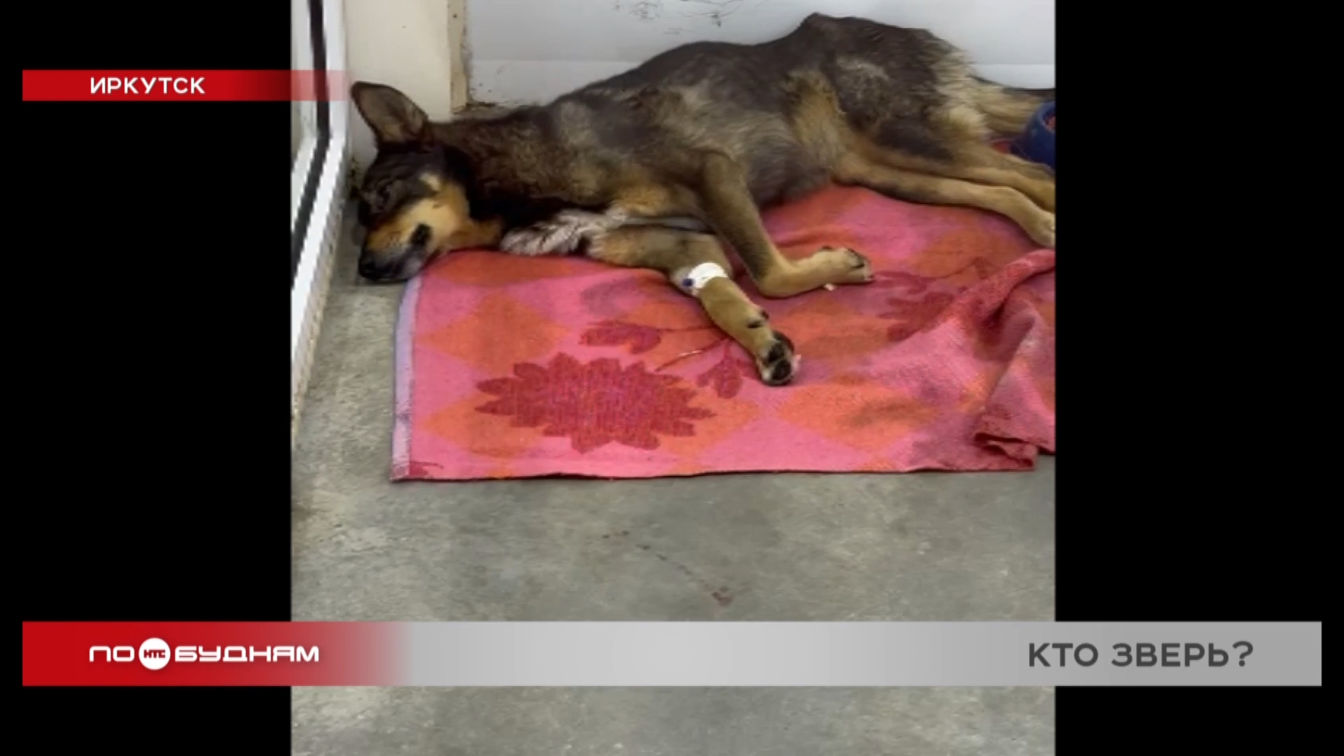 Бездомную собаку расстреляли в Иркутске
