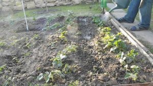 ПЕРВАЯ ОБРАБОТКА КЛУБНИКИ  ГОРЯЧАЯ  ВОДА+ ЙОД СПАСАЕТ КЛУБНИКУ ОТ ВРЕДИТЕЛЕЙ vselennaya uvlesheniy