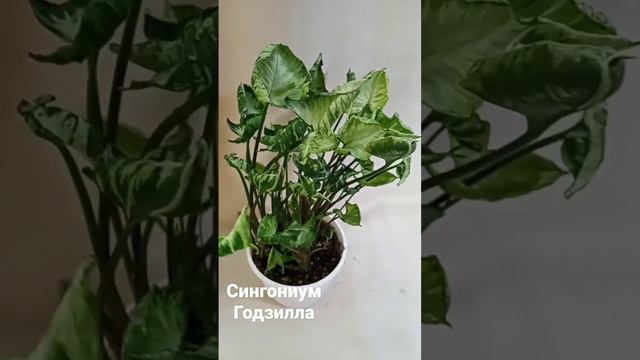 Сингониум Годзилла. Есть черенки на продажу. Почтой отправляю по теплу. #сингониум #цветысалават смотреть онлайн