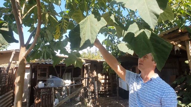 Павловния для затенения хоздвора! Высадка 2019 года