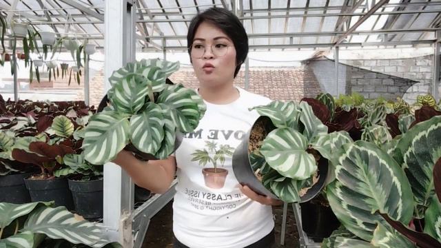 CALATHEA & CARA PERAWATANNYA / 081254474711 смотреть онлайн