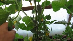 Огурец Ягуар F1 во втором обороте на Полесье.