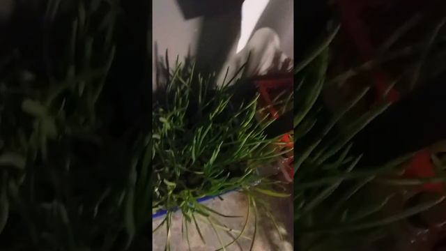 Первый опат выгонка на перо зеленного лука смотреть онлайн