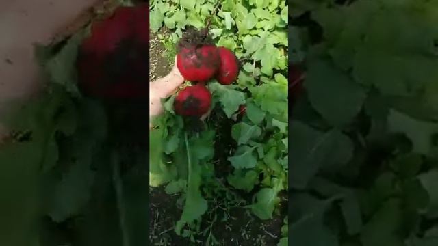 Чистим редиску когда нет света без машинки.Есть заказы нужно выполнять. смотреть онлайн