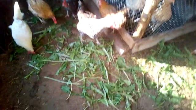 кормление кур курятник 1 часть 2 смотреть онлайн