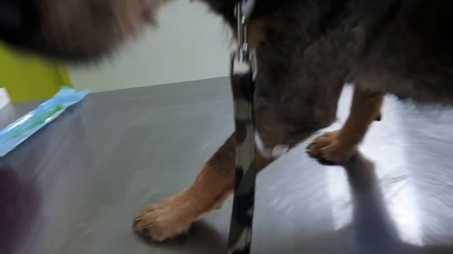 Стерилизация кошки для отправки в новую семью ❤️ Чипирование Надин? смотреть онлайн