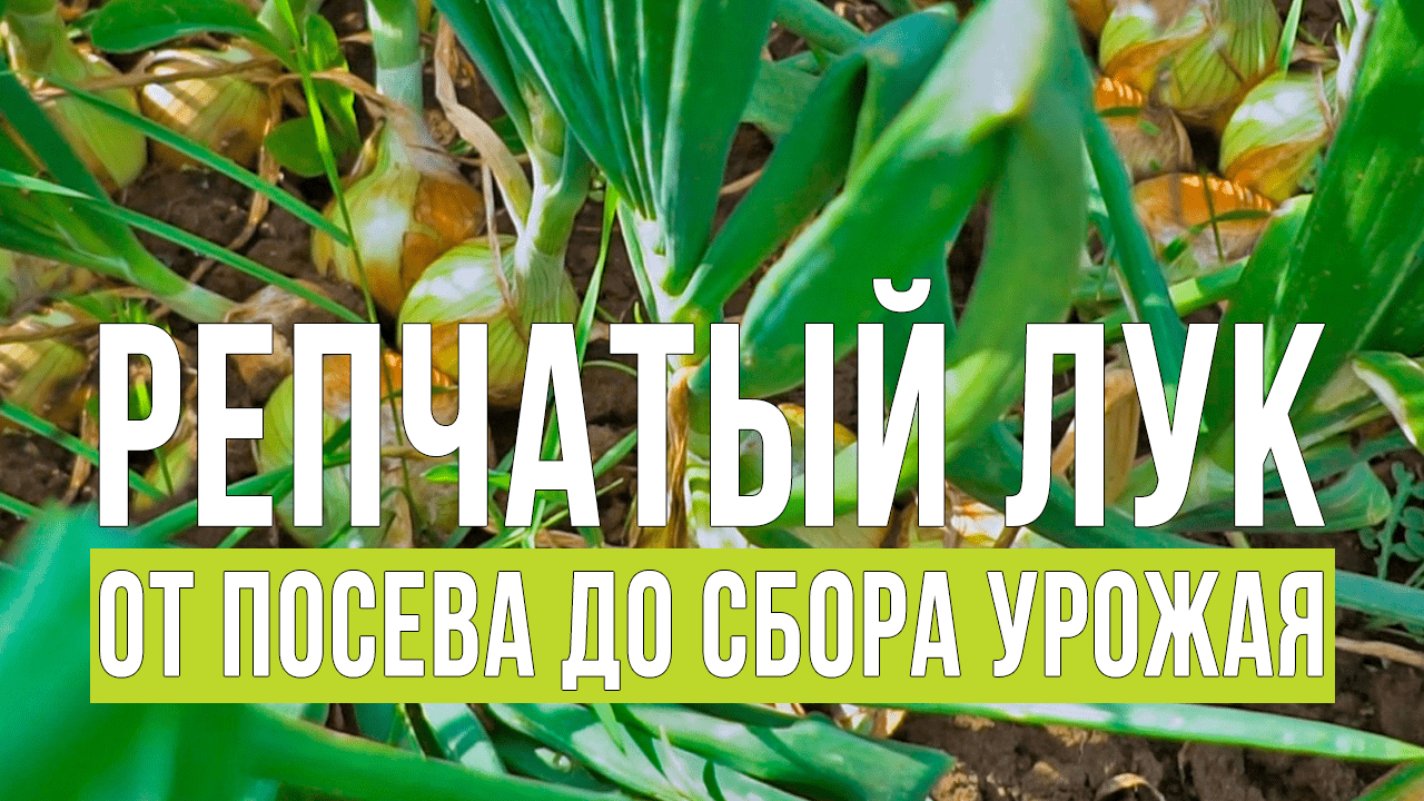 Посев лука на рассаду. Как вырастить лук из семян.