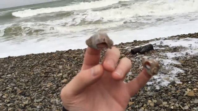 Рапан Крилев