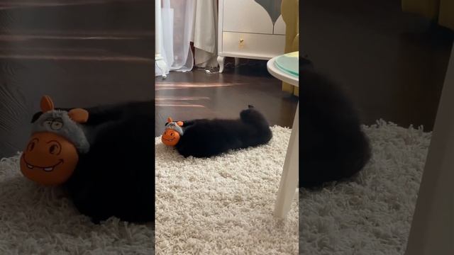 Шипперке #шипперке#схипперке#питомниксобак#щенок#собака смотреть онлайн