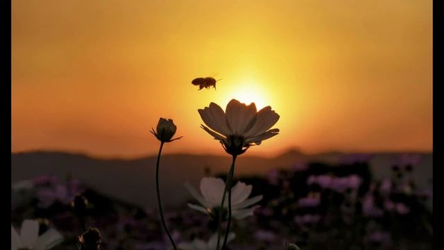 ГДЕ ТЫ? исп. Наталия Муравьева Лучшие песни 50-60 годов Ретро эстрада Борис Мокроусов смотреть онлайн