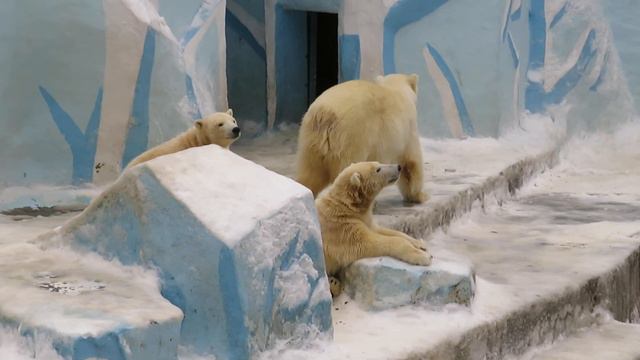 Медвежата наигрались, устали и пошли спать 10.12.2019 смотреть онлайн