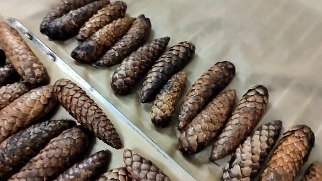 Как сушить шишки в духовке и что получается ⁉️ смотреть онлайн