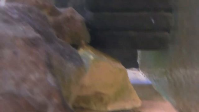 Pseudotropheus Flavus Spawning