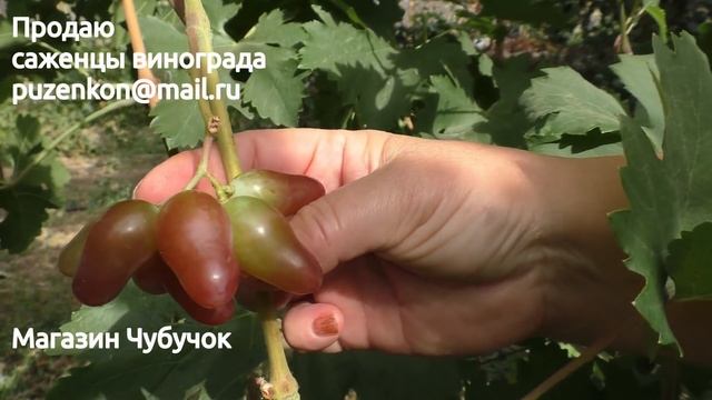 Оскар - ранний виноград на участке Пузенко Натальи Лариасовны с крупными ягодами смотреть онлайн