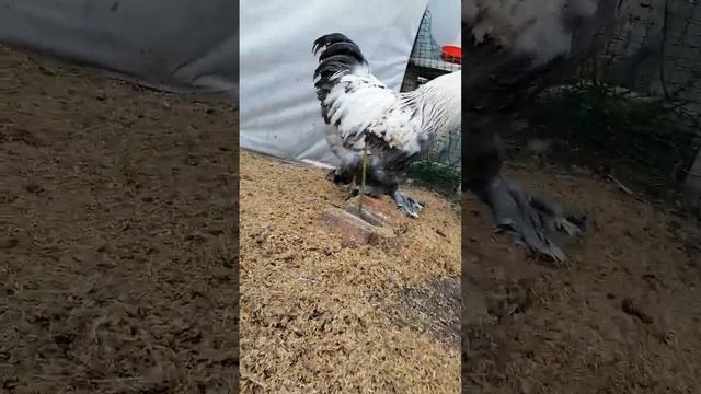 #брамаголубойлосось Петушок годовалый брама Голубой Лосось смотреть онлайн