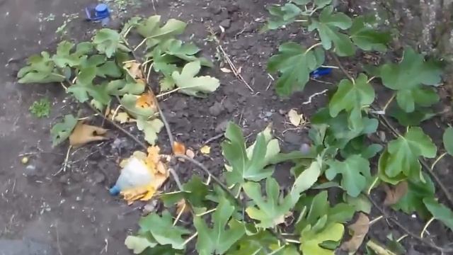 инжир формировка выращивание смотреть онлайн