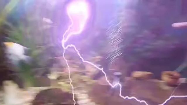 Betta y Labeo albino, compatibles смотреть онлайн