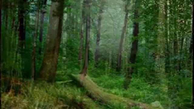 Исцеление пением птиц (Орнитотерапия)