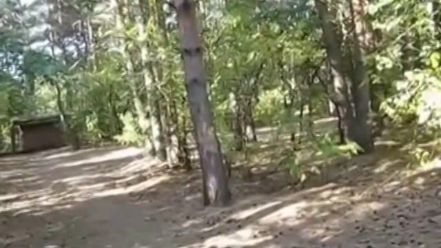 Ручные белки в лесу. Белка ест с рук орехи смотреть онлайн