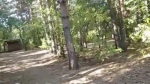 Ручные белки в лесу. Белка ест с рук орехи