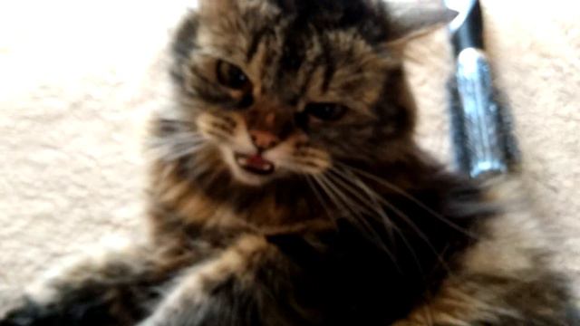 Кошка- рысь смотреть онлайн