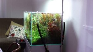 Помощник внесения удобрений в аквариум: Chihiros dosing system