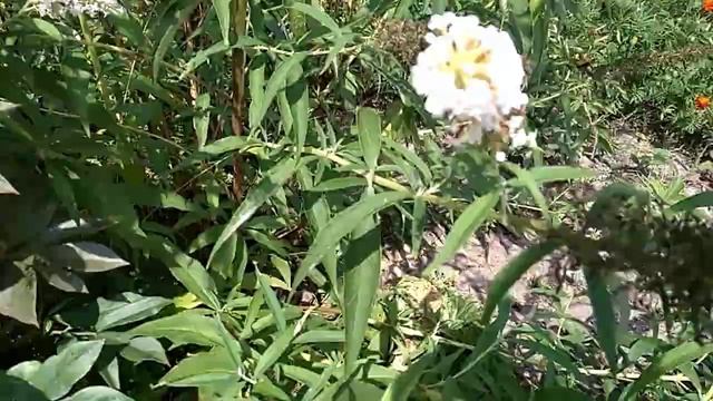 БУДДЛЕЯ ДАВИДА - ЦВЕТОК БАБОЧКА? смотреть онлайн