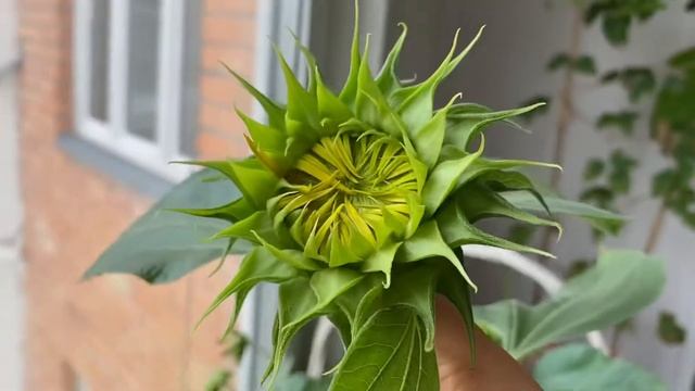 Огород на балконе 24 августа 2020) смотреть онлайн