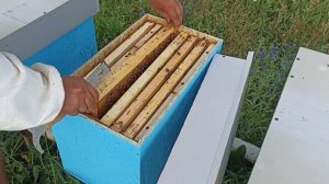 Отводки на маточник. Развитие идёт. Пчеловодство!