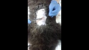 Кошка дренирование