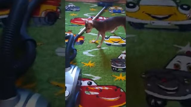 Тоу - собачка увидел змею на полу. A toy-dog sees a snake on the floor. смотреть онлайн