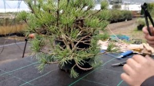 Как сделать бонсай из горной сосны? Мастер-класс  Михаила Грачёва, Крым